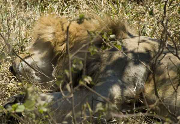 León - cráter del Ngorongoro - Tanzania 2.jpg